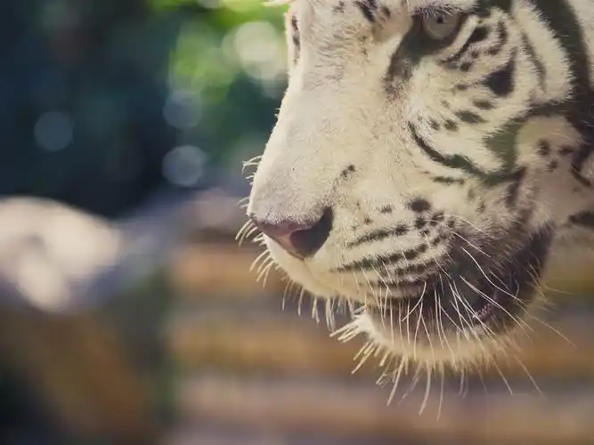 白色老虎嘴特写镜头 壁纸
