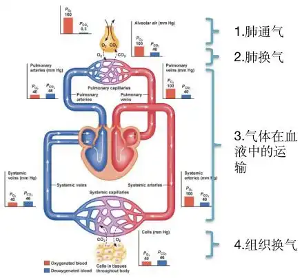 呼吸的全过程:二,从概念来看,低氧血症说的是说动脉血里的氧分压低,而