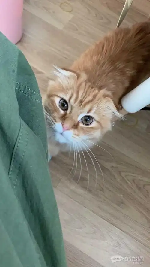 一只可爱的小橘猫串串求领养