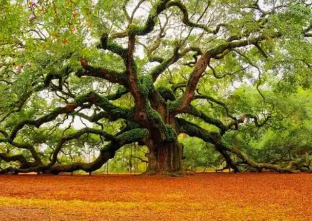 世界上最美的10棵树,最后一棵就在中国,美了上千年,一眼就沦陷