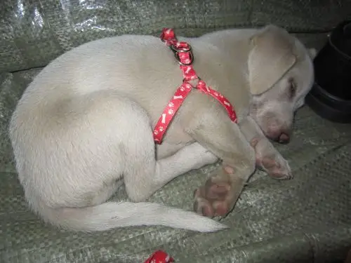 灰色短毛,鼻子红色黑色,耳朵趴着的是什么狗