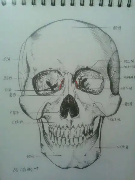 关于骨头绘画教程