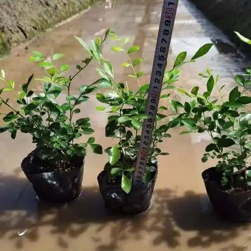 七里香小苗批发 千里香容器苗 万里香袋苗 气味芳香植物