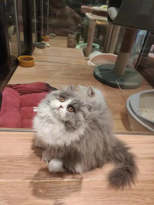 英短蓝白拿破仑长毛幼猫找新家