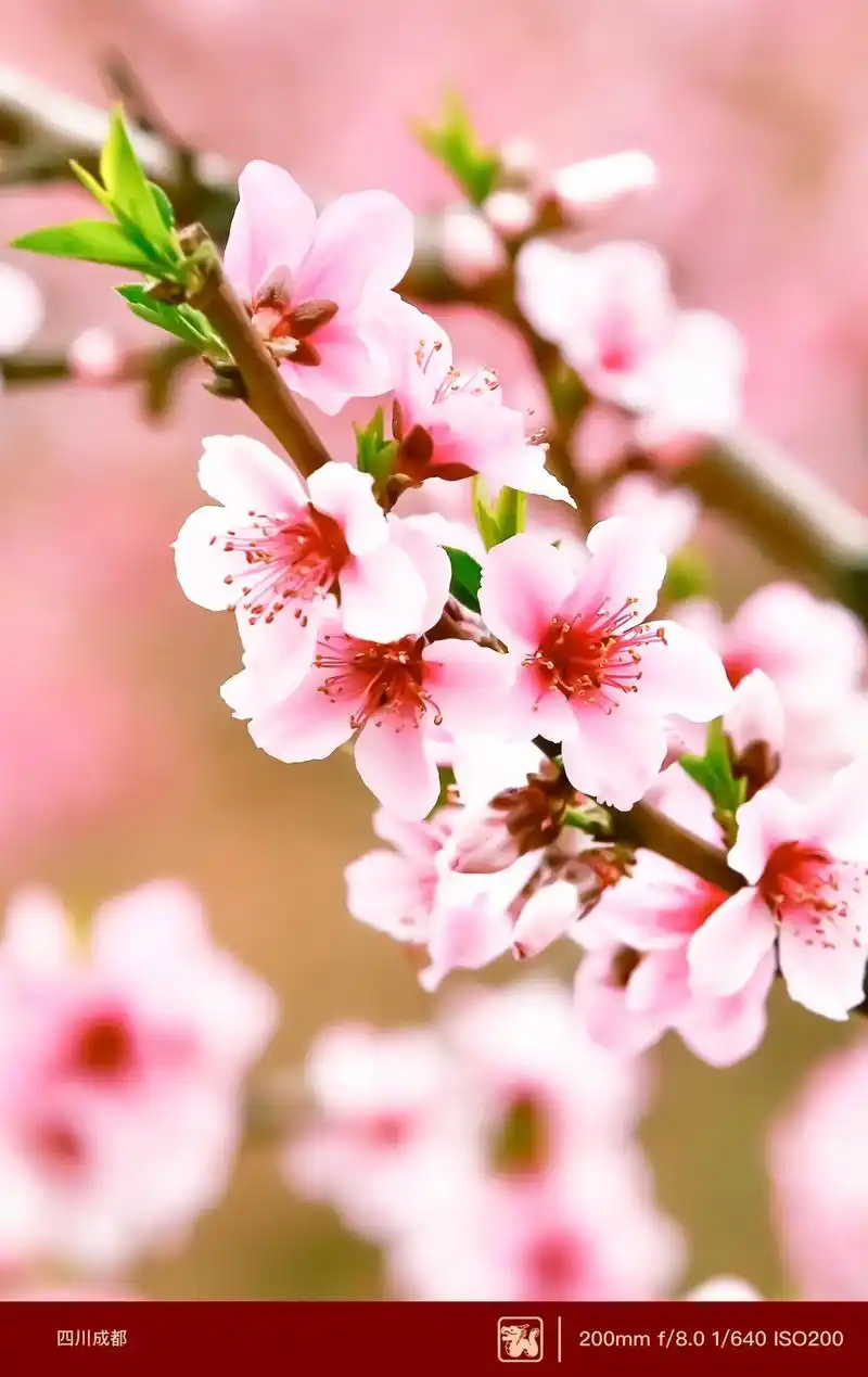 三月桃花开.扫墓,看桃花,桃花树下喝茶打麻将,成都人民的三月 - 抖音