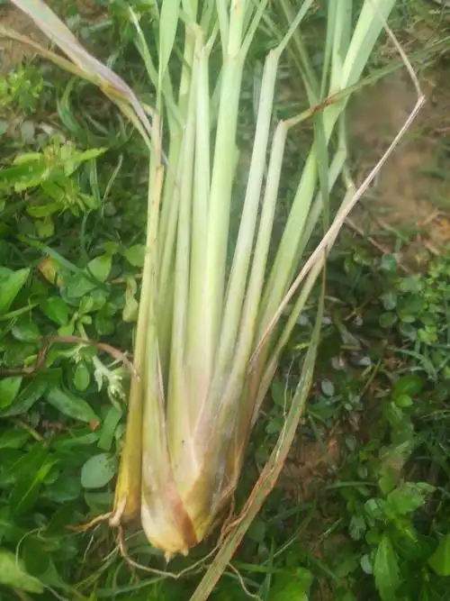 保健药材:香茅攻效:感冒发烧咳嗽,骨痛,腰疼,买一送一