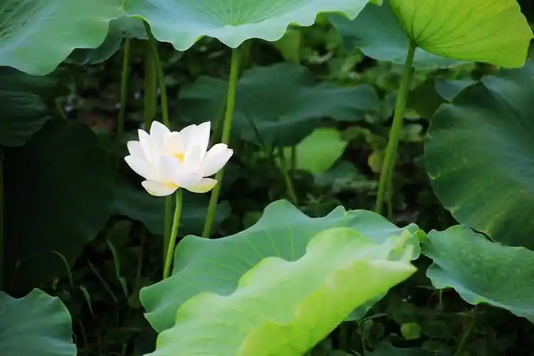 冰清玉洁白莲花