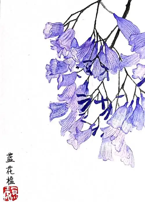 水彩 | 画一束蓝花楹,一种浪漫又美丽的花