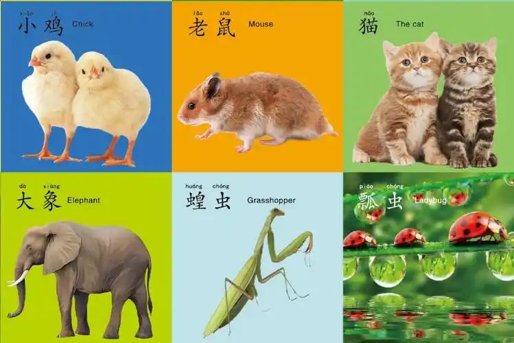 舒弗(lachouffe)撕不破婴幼儿童宝宝认知卡片启蒙早教识字卡片看图