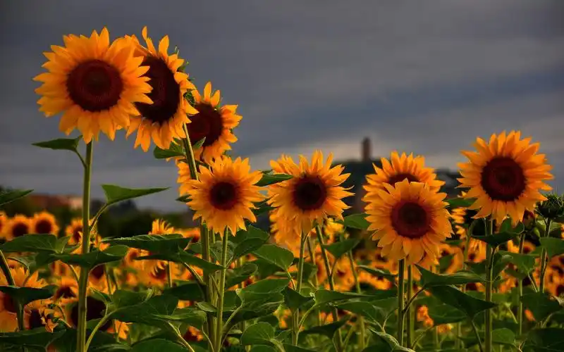 向日葵田间壁纸1280x960分辨率查看