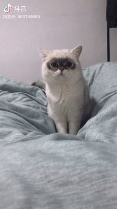 就连吸猫,也有铲屎官给小主子配音,"我说我很丑,那我走?