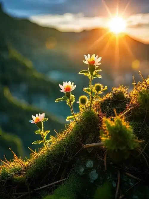 在平凡中发现美好,向阳而生的人生艺术