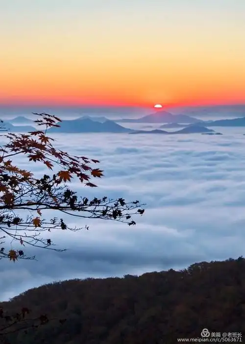 云海日出映红枫