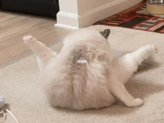 给大家表演个劈叉