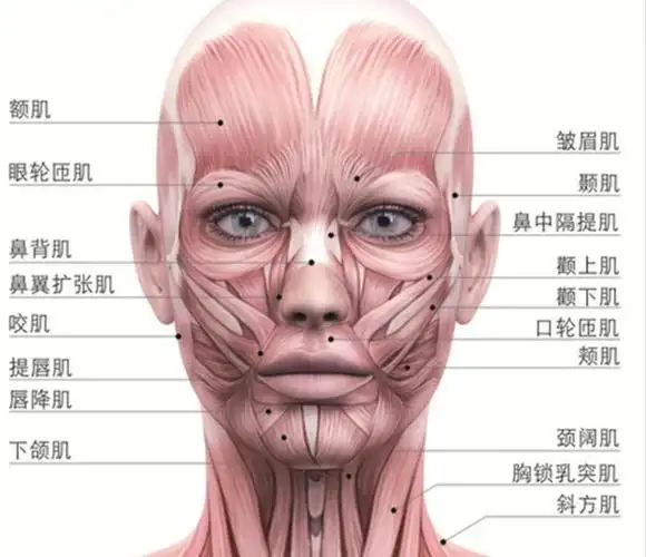 纹,非肥胖性双下颌,口脚的赘肉,下垂的眼帘等70%由面部肌肉和筋膜控制