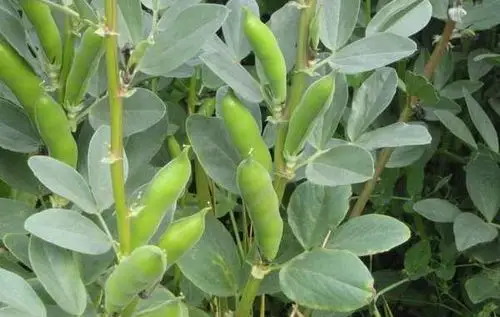 农种网 > 农种互动蚕豆属豆科双子叶植物.