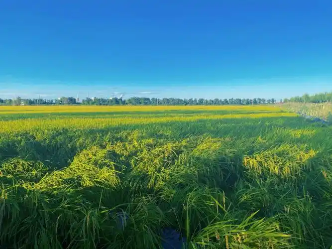 郊区的一片稻田