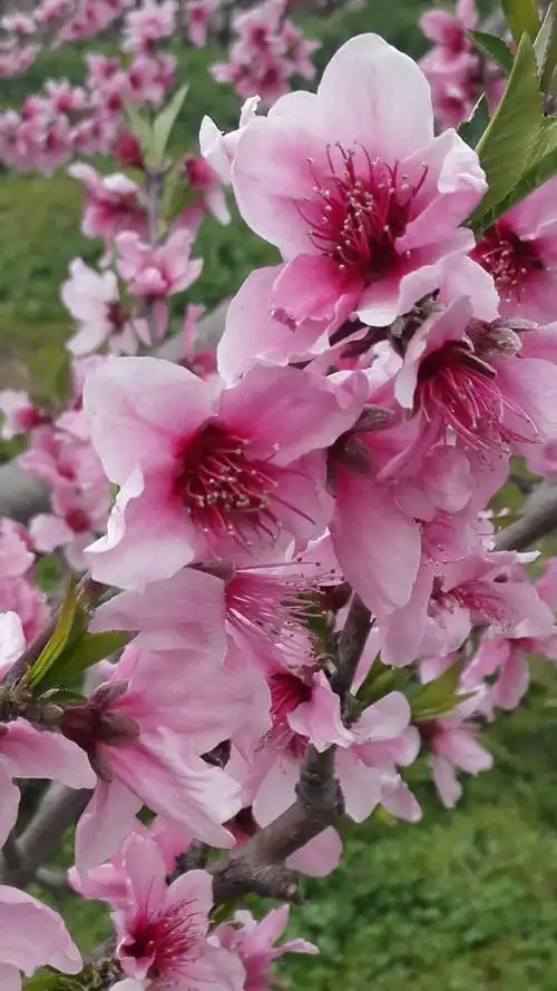 南京最美丽的桃花盛开在江苏省农业科学院