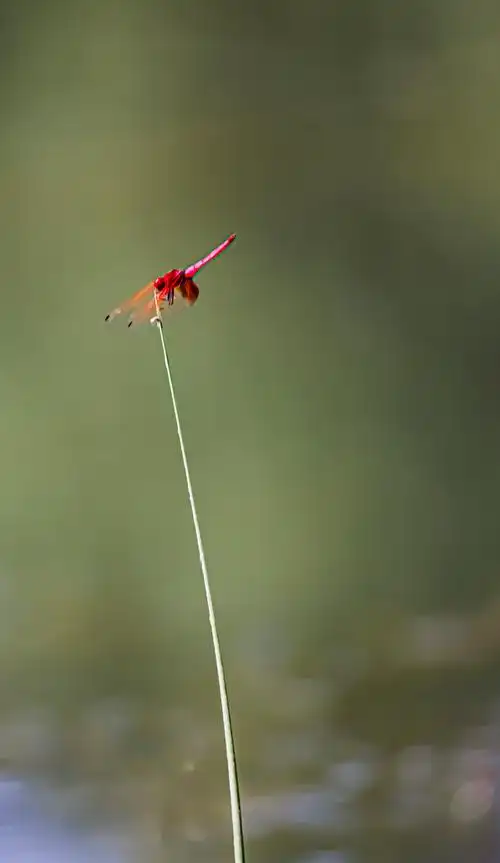 红蜻蜓 - 创作者158073907170929