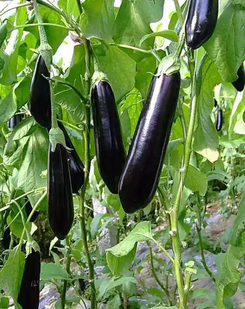 茄子种子杭茄一号紫长茄种孑绿长茄高产大田可播四季蔬菜种籽