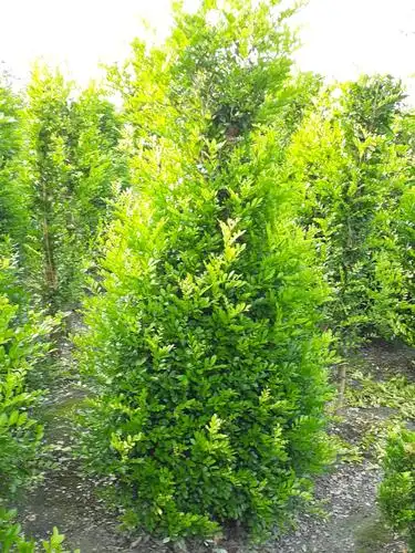 七里香树图片(七里香树的药用功效与作用)