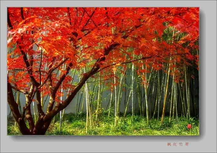 枫红竹翠