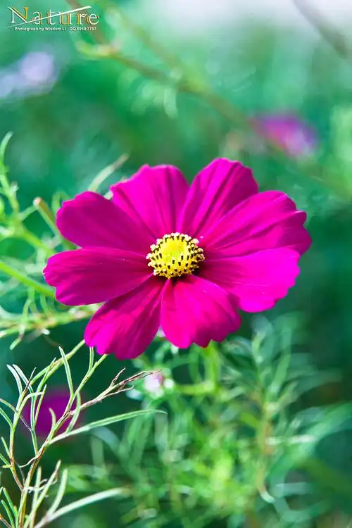 各种花花草草景观高清大集合&nbsp;(自然生态类)&nbsp