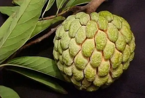 这些不常见的水果,你都吃过几个?~~?