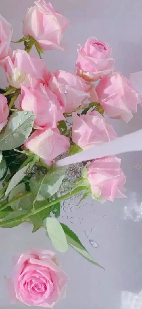 粉色玫瑰(小清新手机静态壁纸) - 小清新手机壁纸下载 - 元气壁纸