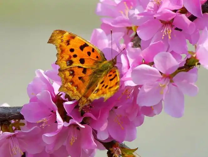 蝴蝶情侣花丛中