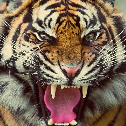 龇牙的猛兽,让人不寒而栗