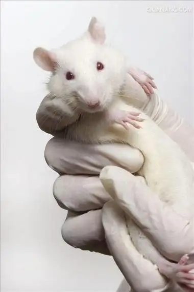 p>白老鼠是野生 a target="_blank" href="/item/鼷鼠/5428278" data