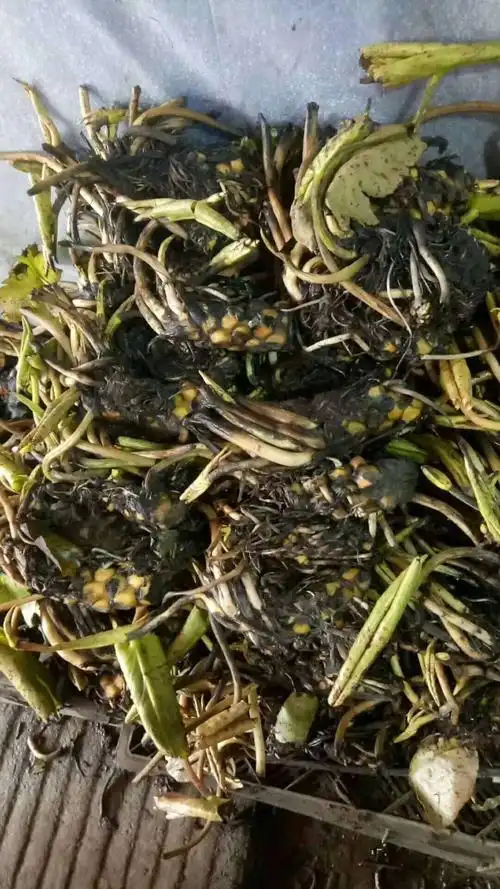 大睡莲苗睡莲根块水生植物池塘盆栽莲花根块水养四季花苗水培睡莲