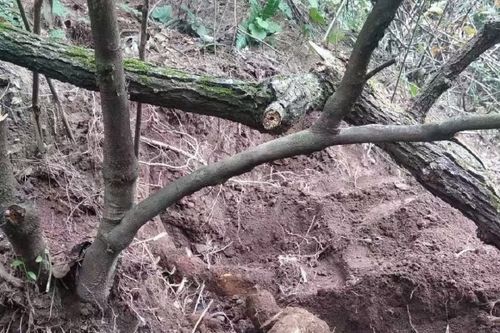 0/箱 野生猕猴桃根,野生白猕猴桃根