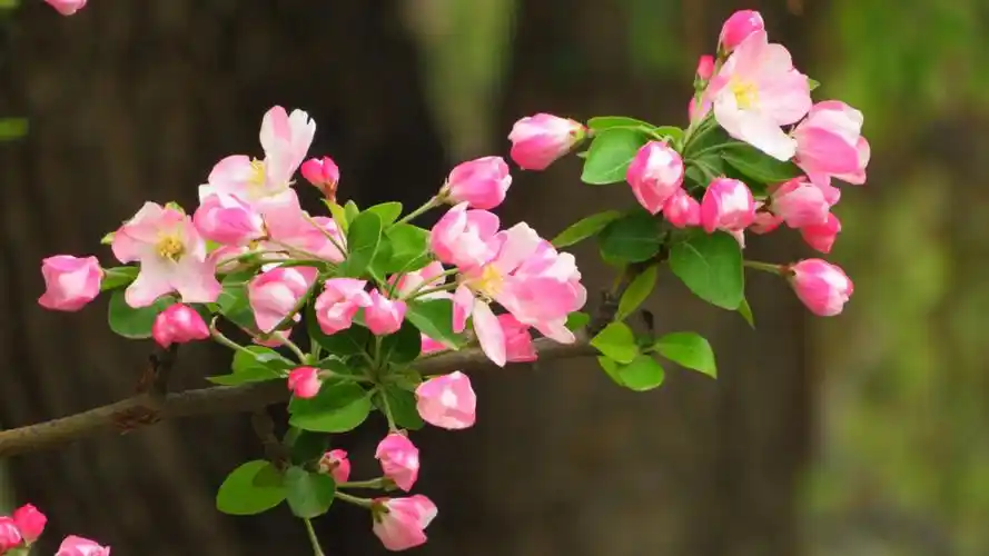 海棠花绚丽绽放 20180405王克勤摄于北京元大都城垣遗址公园