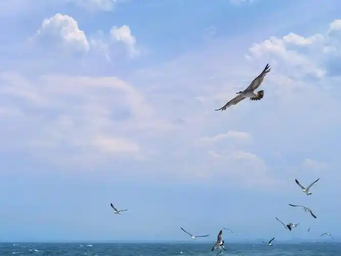 碧海蓝天间自由翱翔的海鸥