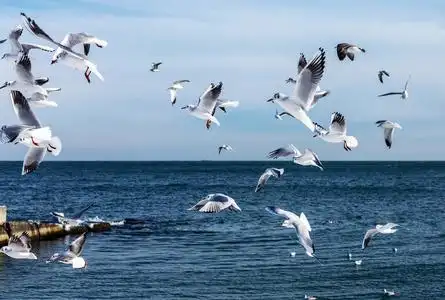 海鸥在大海中翱翔图片