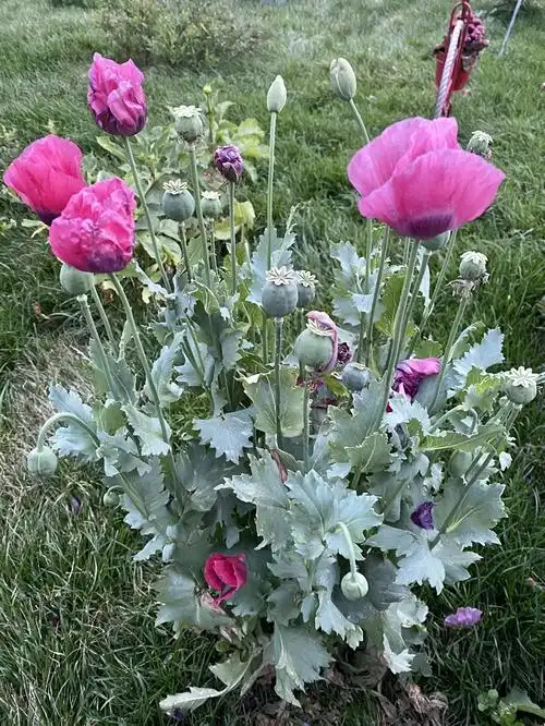 第一次见到真的罂粟花,没想到这边居然有人种这个.