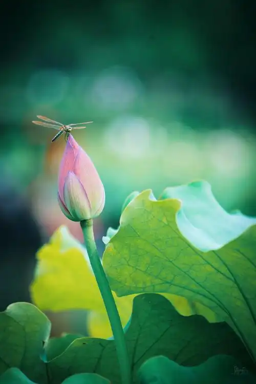 早有蜻蜓立上头