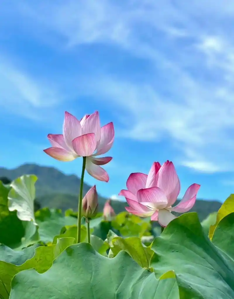 晴空下的莲花真的太美了吧,衬上远处的蓝天白云,更加迷人.