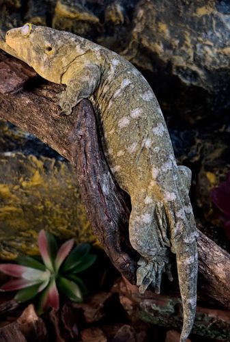 爬宠巨人守宫活物幼体温顺可爱爬宠壁虎异宠太平洋蜥蜴活宠活体 直播