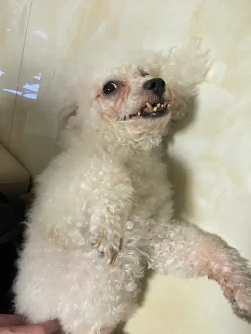 一只叫lucky的丑丑比熊