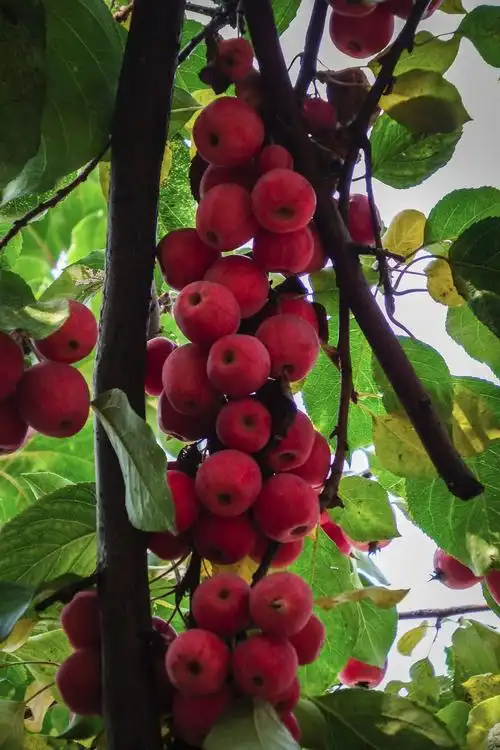 百年的海棠树结出丰硕果实