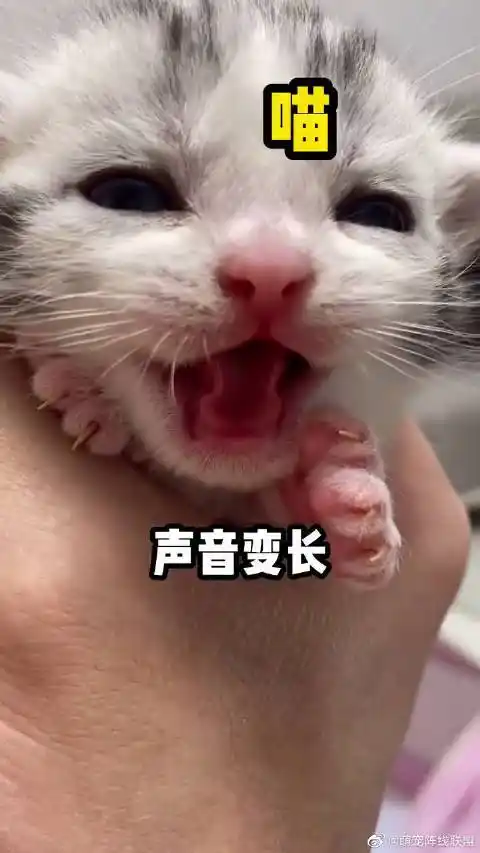 一定要看到最后,小猫叫声太特别了