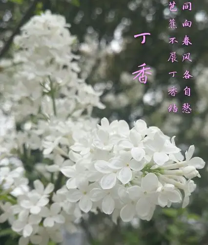 丁香花花语:忧愁思念,光辉,寓意着爱情和暗结同心的希望.