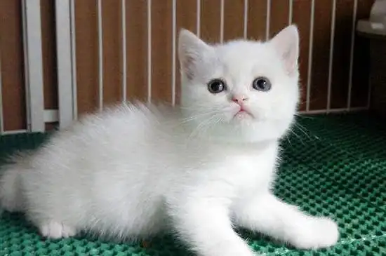 英短猫没有区别,唯一的区别就是身上的毛发,全身上下都是纯白色的毛发