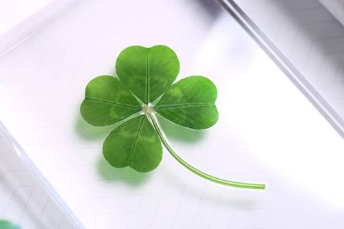 植物野生幸运四叶草标本礼品趣味景观绿色创意创意迷你植物
