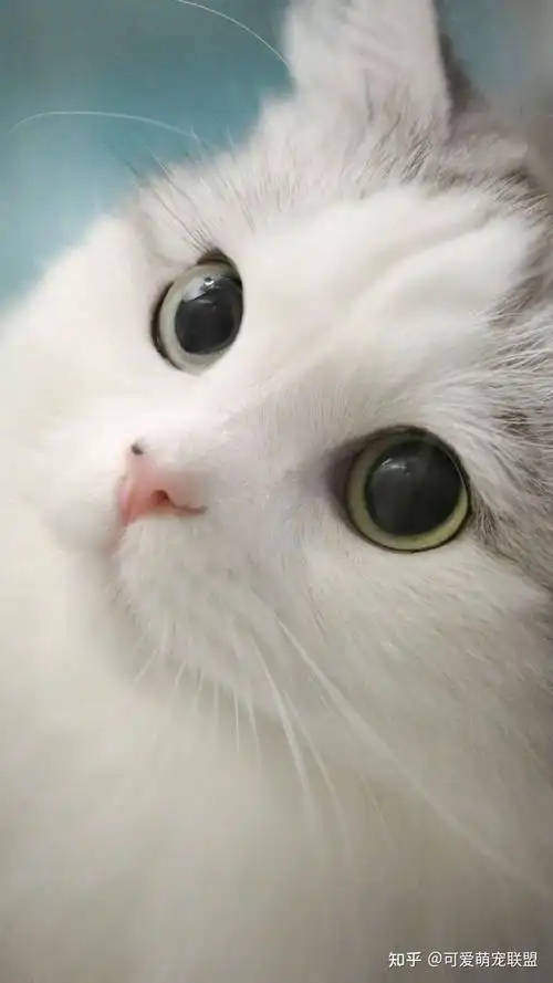 励志只发最好的,萌萌可爱猫咪情侣高清手机壁纸,总有一款适合你