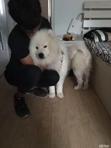 1岁的萨摩耶3000元(公母均有)