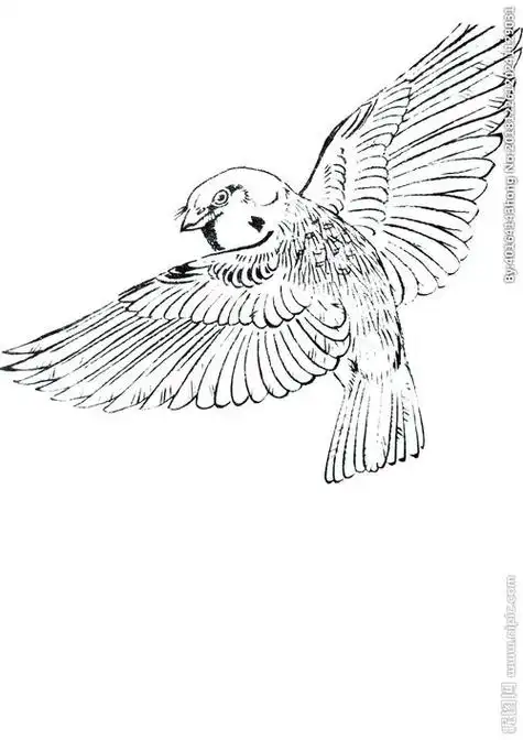 小鸟飞简笔画 小鸟飞简笔画在空中